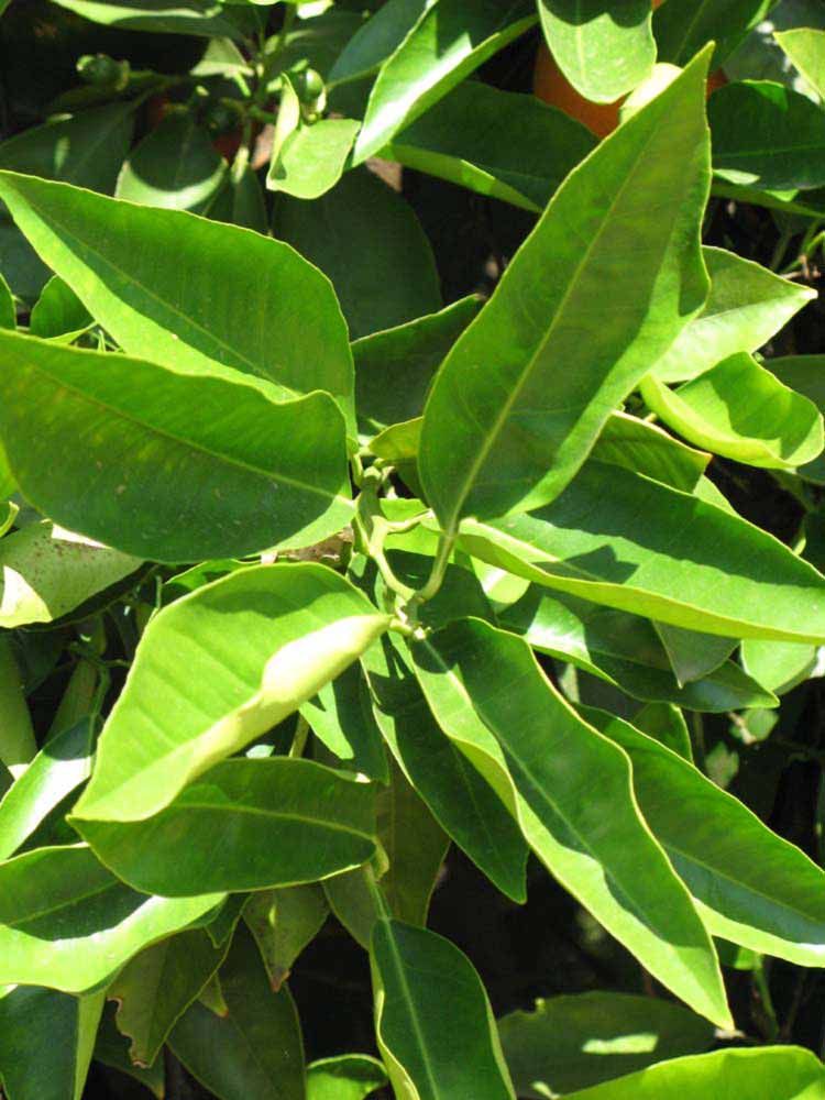              Sun leaves (Riverside, CA)       